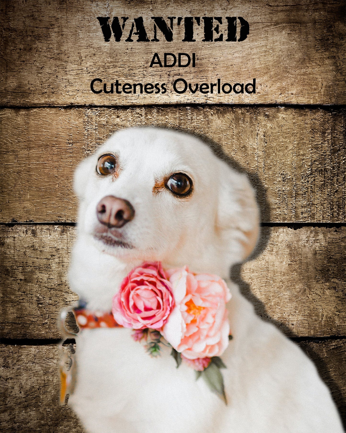 Custom Pet Portrait Download, Funny Wanted Poster Art, Personalized Pet Memorial Gift, Printable Dog or Cat Wall Art, Instant Decor