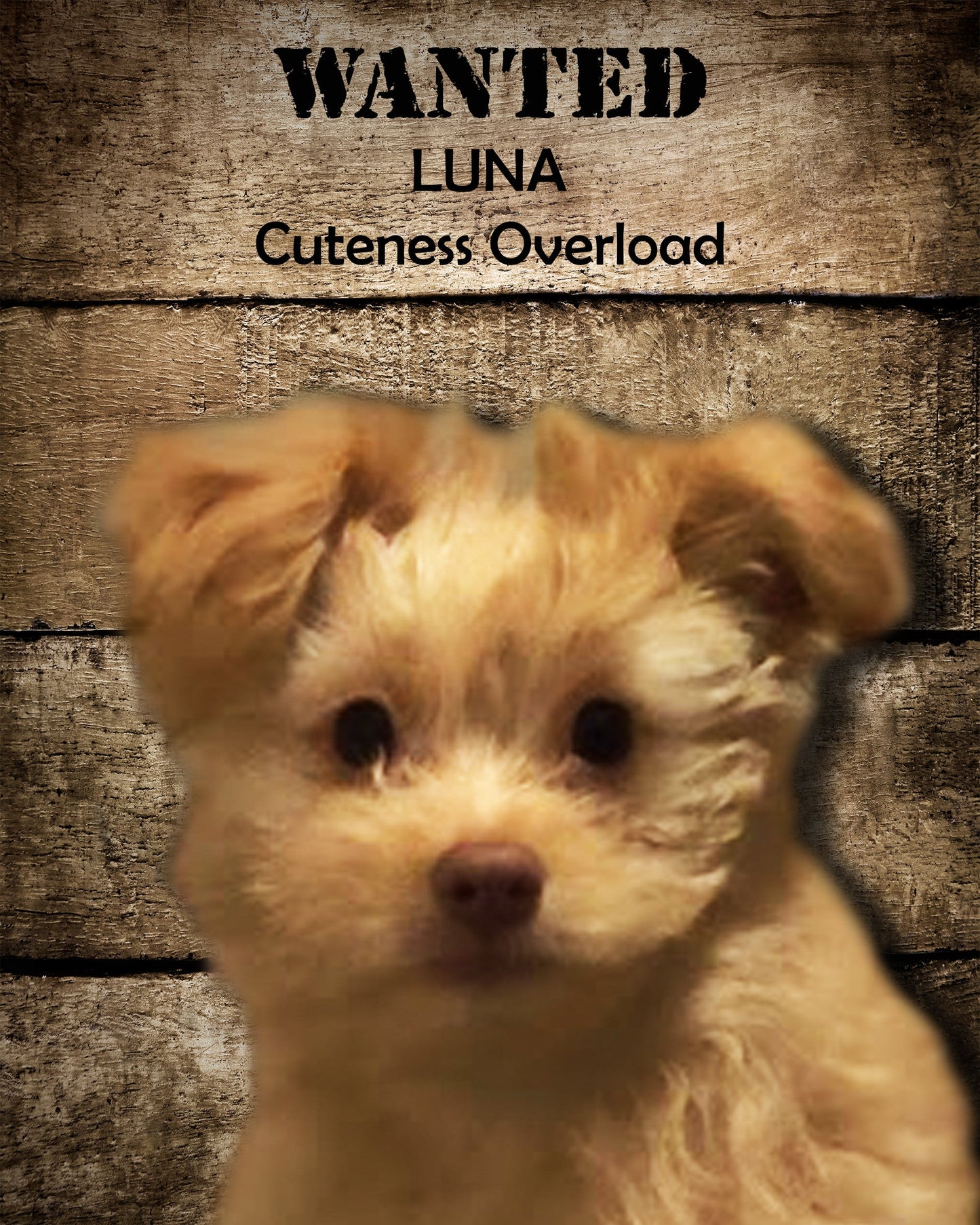 Custom Pet Portrait Download, Funny Wanted Poster Art, Personalized Pet Memorial Gift, Printable Dog or Cat Wall Art, Instant Decor
